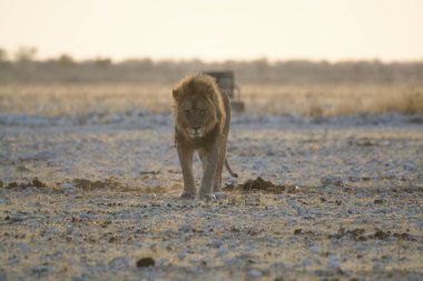 Kenya savanındaki Afrika aslanı.