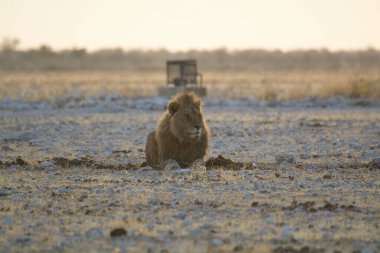 Kenya savanındaki aslan