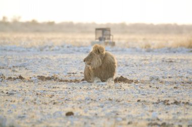 Tarlada beyaz bir aslan