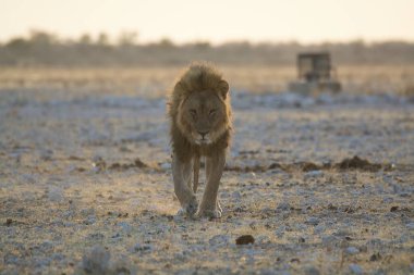 Afrika savanındaki Afrika vahşi aslanı.