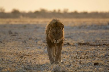 Savannah erkek aslan