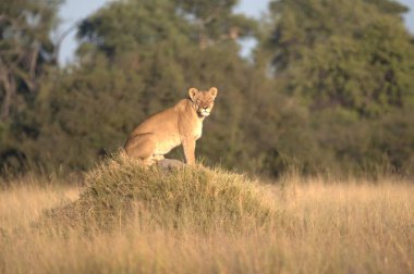 Kenya bozkırında çita