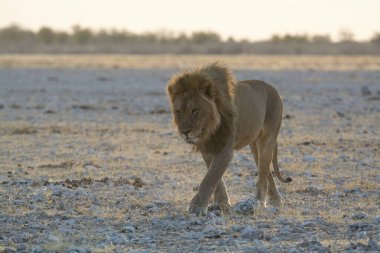 Aslan (panthera leo), etosha milli parkı, namibya, Afrika