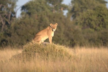 Kenya Masai Mara 'da dişi aslan.