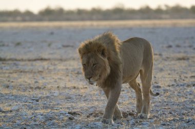 Gündüz vakti kuru çimlerin üzerinde duran bir erkek aslan.