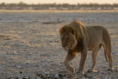 Afrika 'nın bozkırındaki aslan