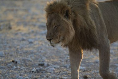 Kenya savanındaki aslan