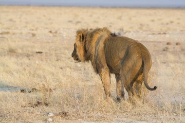 Afrika vahşi aslanı (panthera leo), Afrika savanı, panthera leo, etosha milli parkı Namibya, Afrika