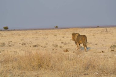 Etoşa 'da bir aslan