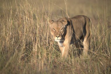 Akşam vakti Botswana 'nın ulusal parkında çimlerde yürüyen bir aslan.