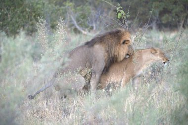 Kenya 'nın savanasında bir aslan vahşi doğadaki Kenya bozkırında