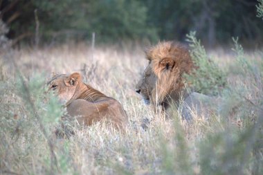 Çimlerdeki aslanlar. Vahşi yaşam hayvanları.