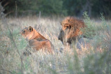 Güney Afrika 'daki Kruger Ulusal Parkı' nda aslan var.