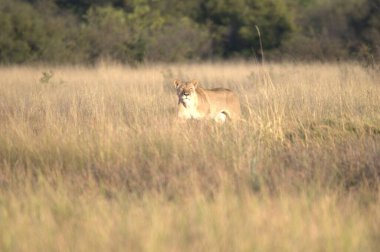 Afrika 'daki vahşi aslanlar