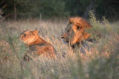 Güney Afrika 'daki Kruger Ulusal Parkı' nda aslan var.