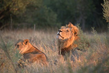 Aslan yavrusu gün doğumunda çimlerde