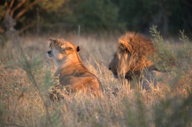 lions in the african savannah, south africa