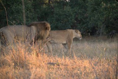 aslan (panthera leo) erkek