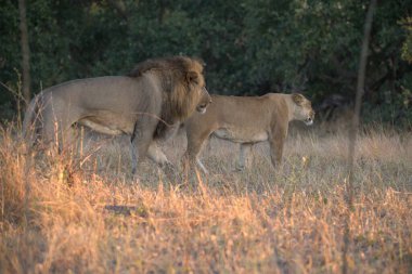 Kenya savanındaki aslan