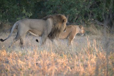 Güney Afrika 'daki Kruger Ulusal Parkı' nda aslan var.