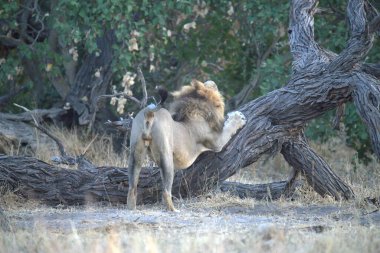 Kenya savanındaki aslan vahşi doğada
