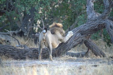 Aslan (panthera leo). Doğadaki vahşi hayvanlar..