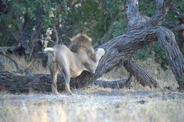 Aslan vahşi doğada yürüyor