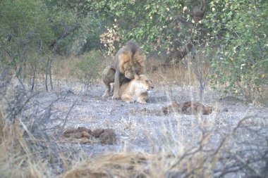 Güney Afrika 'daki Kruger Ulusal Parkı' ndaki aslanlar.
