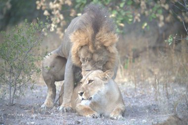 Afrika 'nın bozkırındaki aslan