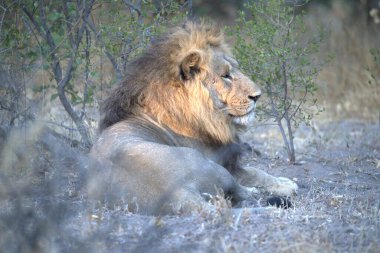 Aslan (panthera leo), Afrika 'nın güneyindeki Kruger Ulusal Parkı' nda, güneşin altında yatmaktadır..