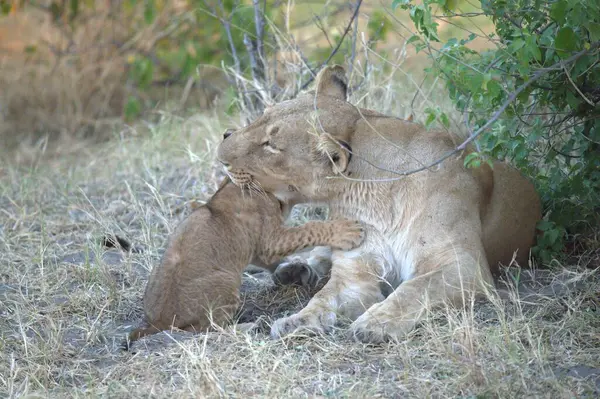 Dişi aslan (panthera leo)