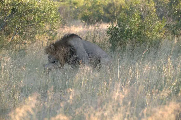 Aslan vahşi Afrika 'da