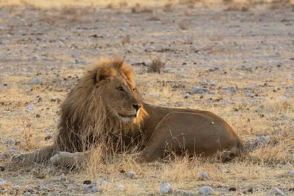 Kuru çölde dinlenen bir erkek aslanın yakın plan çekimi.