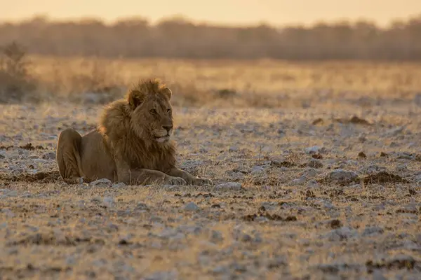 Savanadaki aslan