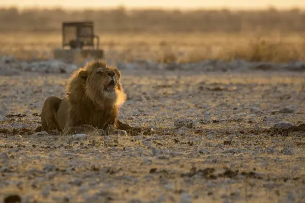 Chobotswana Milli Parkı 'nda yerde yatan beyaz bir aslanın güzel manzarası.
