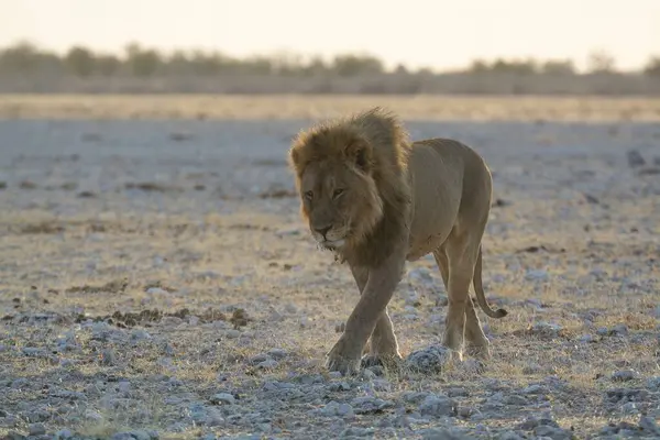 Aslan (panthera leo), etosha milli parkı, namibya, Afrika