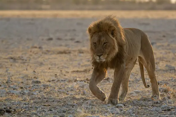 Otların arasında yürüyüş aslan