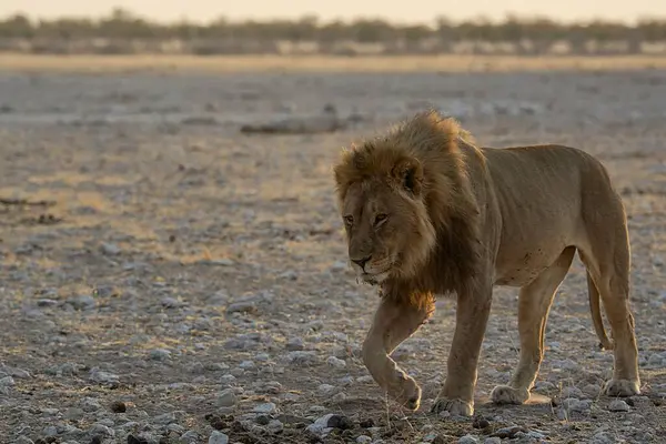 Afrika 'nın bozkırındaki aslan