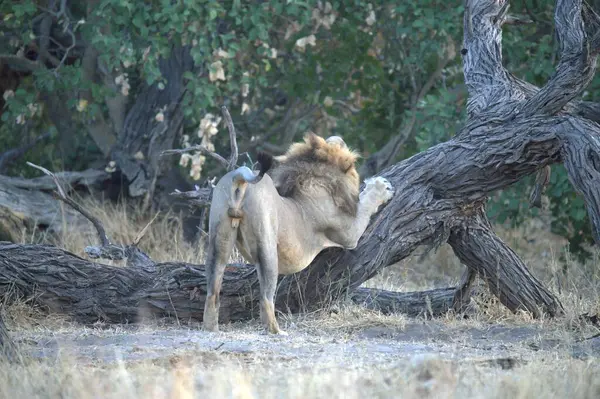 Ağaçtaki aslanlar