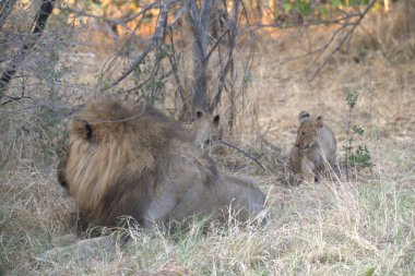 Kenya savanındaki aslan