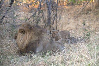 Aslan ailesi çimlerde