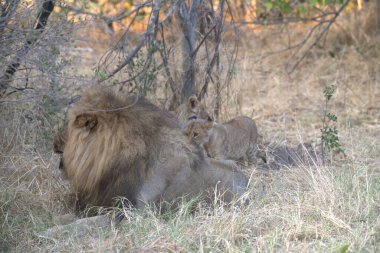 Güney Afrika 'daki Kruger Ulusal Parkı' nda Aslan