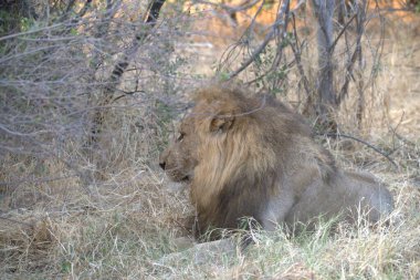 Güney Afrika 'daki Kruger Ulusal Parkı' nda erkek aslan.