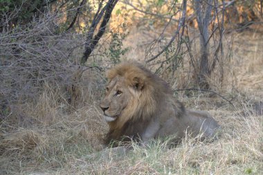 Afrika aslanı Kruger Ulusal Parkı, Güney Afrika