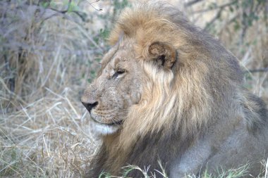 Parktaki bir aslanın yakın plan fotoğrafı.