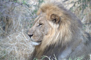 Hayvanat bahçesindeki aslan portre