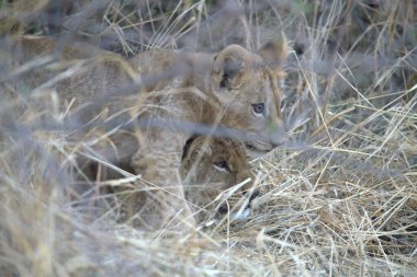 Kenya savanındaki aslan yavrusu