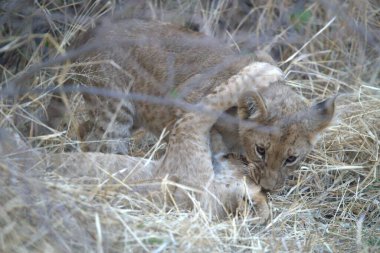 Çita yavrusu gündüz vakti çimlerin üzerinde yatıyor.