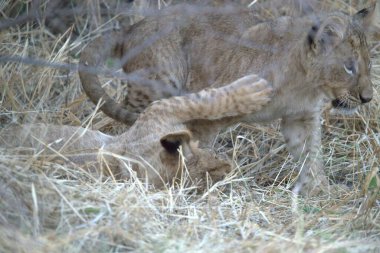 Hayvanat bahçesindeki genç kedi