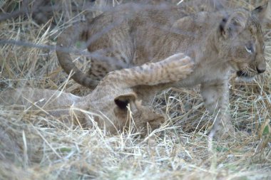 Genç aslan (panthera leo )